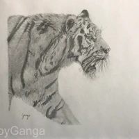 Tiger - Graphite drawing
