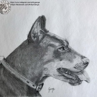 Dog - graphite drawing