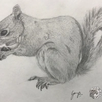 Squirrel - graphite drawing 🐿