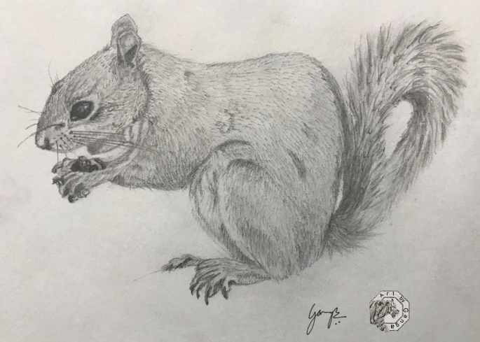 squirrel - graphite drawing / pencil sketch | wildlife art | animal drawing
