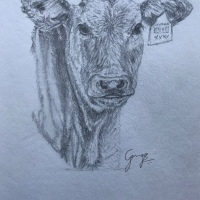 Calf - graphite drawing