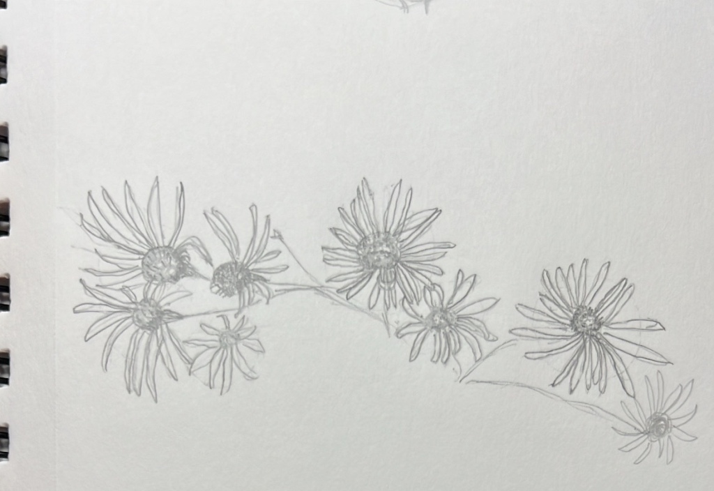 Aster wildflower pencil sketch
